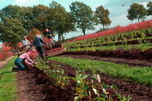 Blauwe bessen planten op het bessenveld bij blauwe bessen kwekerij De Greftenhoeve
