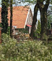 Blauwe bessen kwekerij De Greftenhoeve
