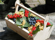 Een mandje met blauwe bessen, rode bessen, vlierbessen, bramen en zwarte bessen bij blauwe bessen kwekerij De Greftenhoeve